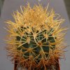 Ferocactus_chrisacanthus